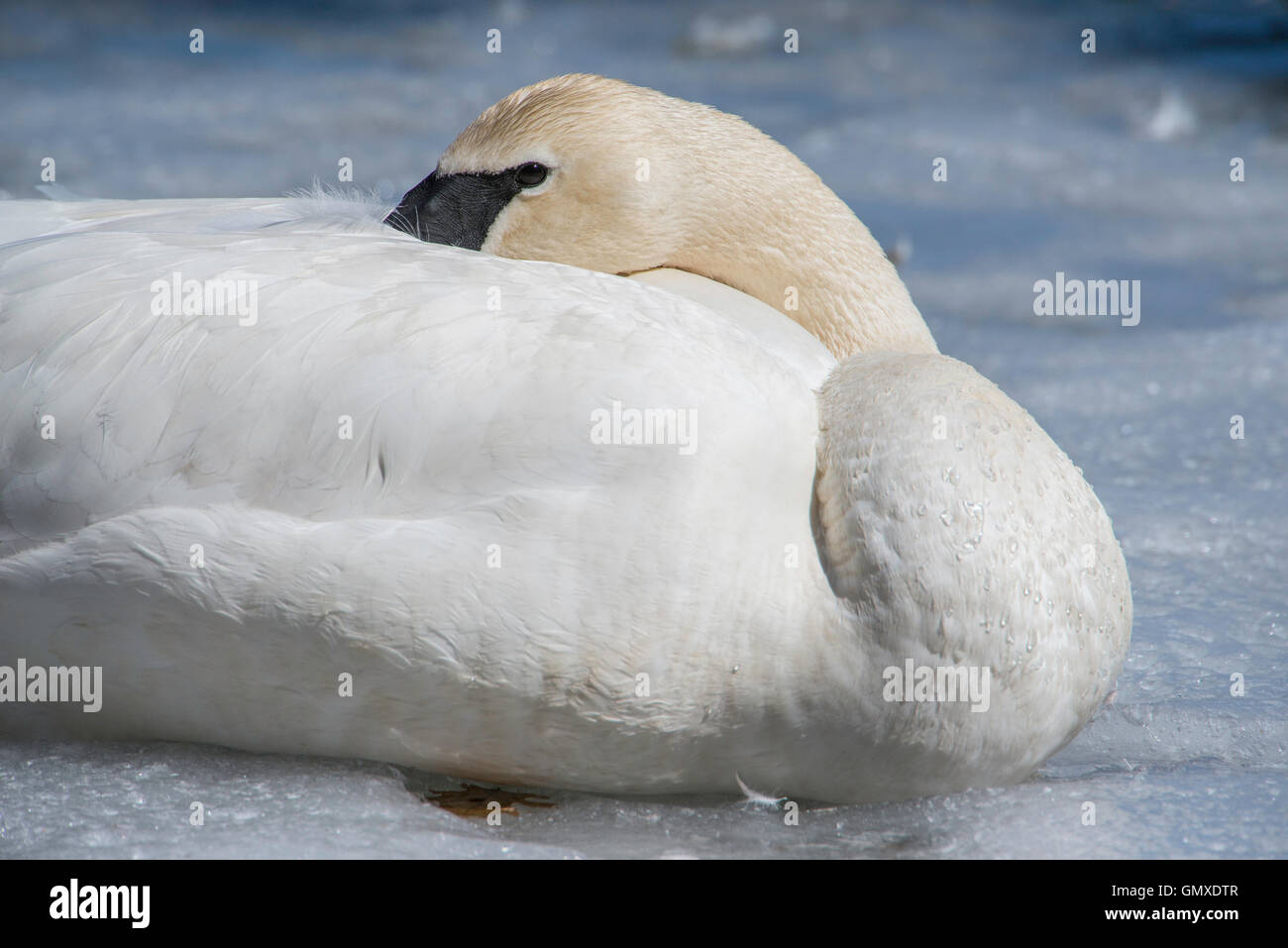 Trompeter Schwan (Cygnus Buccinator) ruhen, Nordamerika Stockfoto