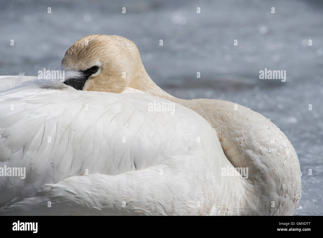 Trompeter Schwan (Cygnus buccinator) ausruhen, Nordamerika Stockfoto