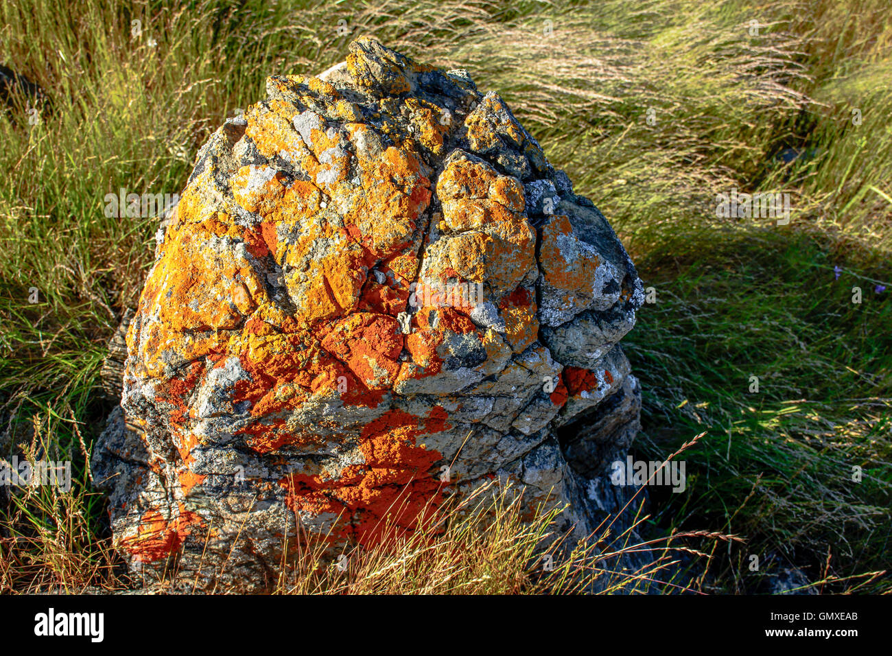 Moos-Stein mit lange Wildgras auf Berg Stockfoto