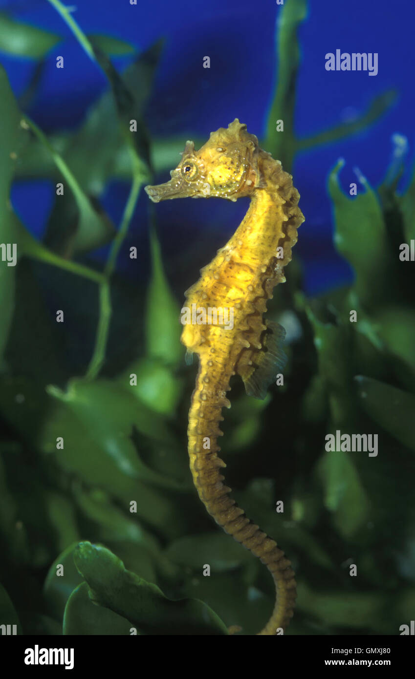 Kurze Snouted Seepferdchen Hippocampus Hippocampus Unter Caulerpa Meer Unkraut Aquarium Portugal Stockfotografie Alamy