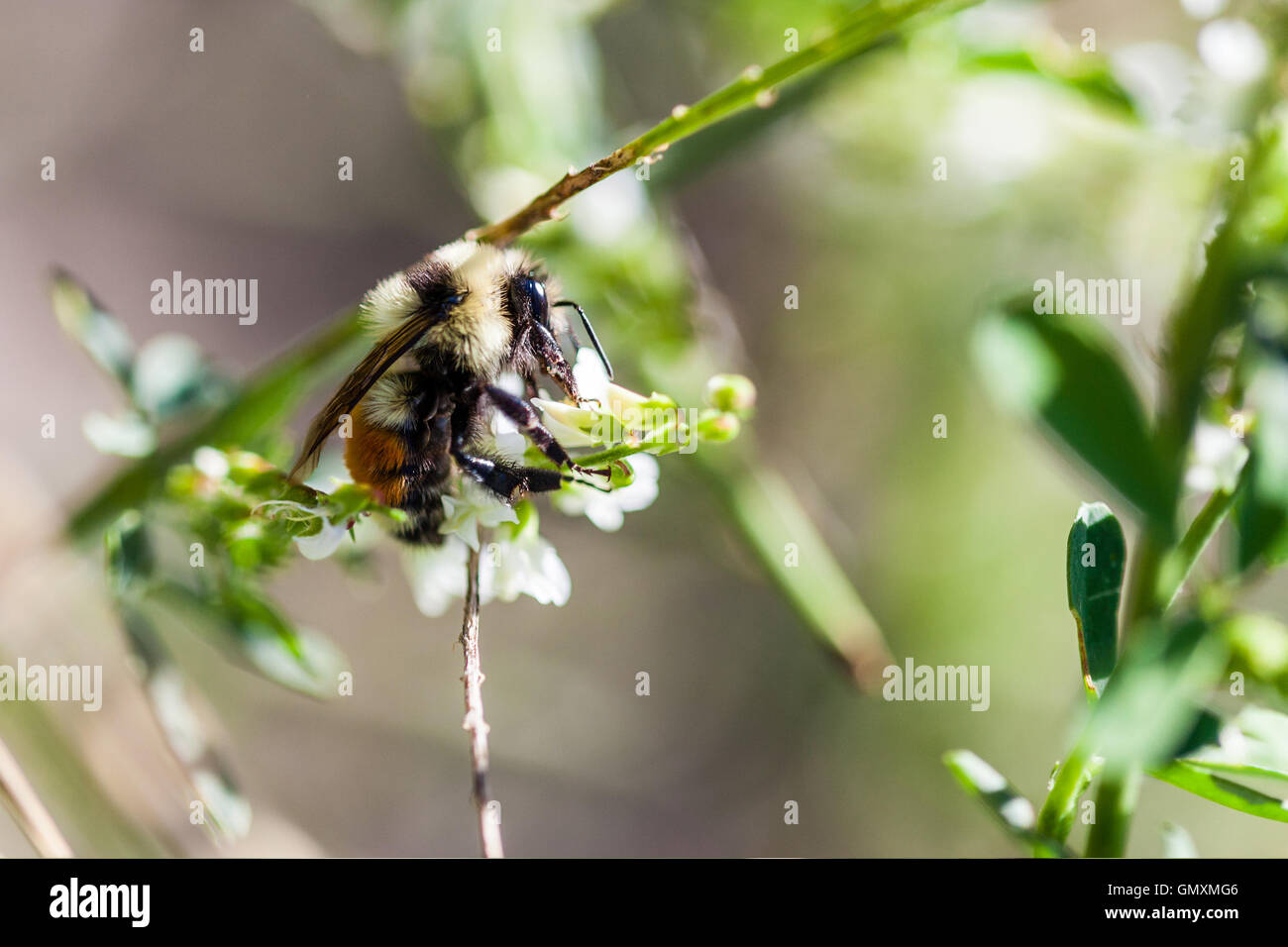 Makro einer Arbeitsbiene Honig sammeln Nektar durch seinen Rüssel mit Textfreiraum. Stockfoto