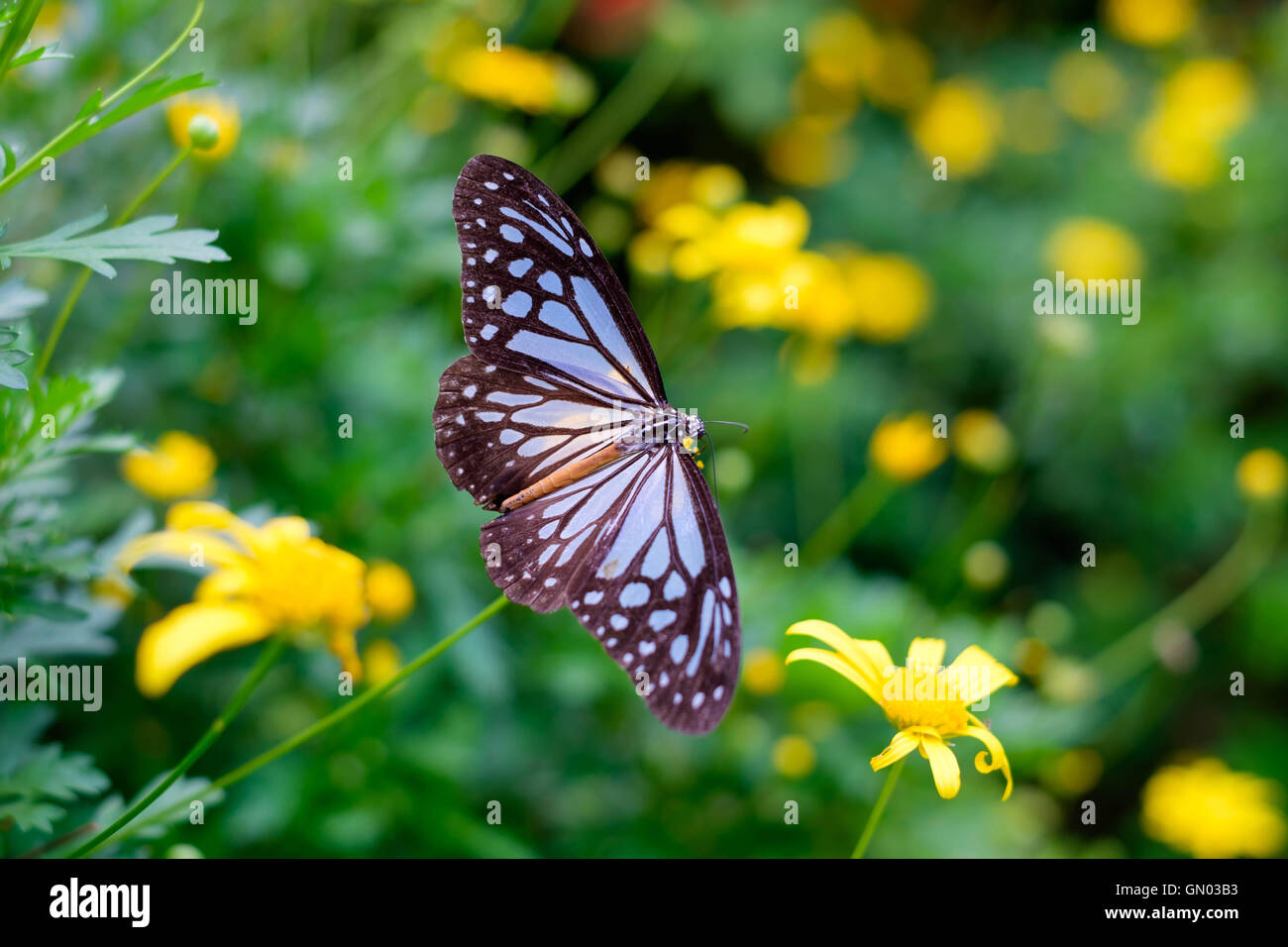Nahaufnahme des Schmetterlings Suche nach Nektar auf eine Blume im Garten. Stockfoto