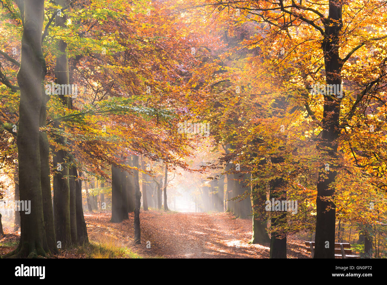 Sonne Strahlen, die Sonnenstrahlen durch die Bäume im Herbst mit Laub im Herbstfarben und der Morgennebel auf einem Pfad in einem Wald zu schaffen. Stockfoto
