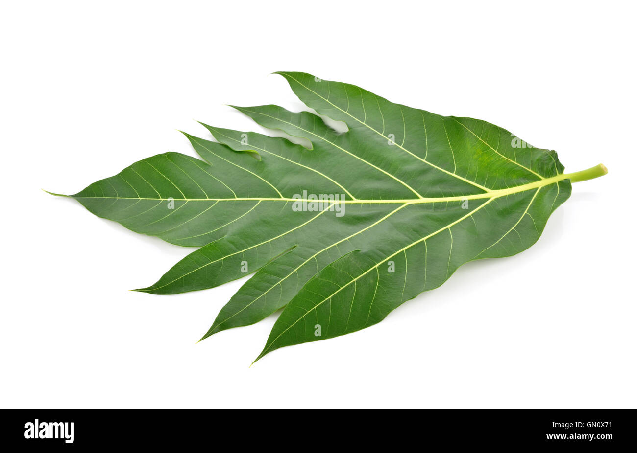 Brotfrucht Blatt auf weißem Hintergrund Stockfoto