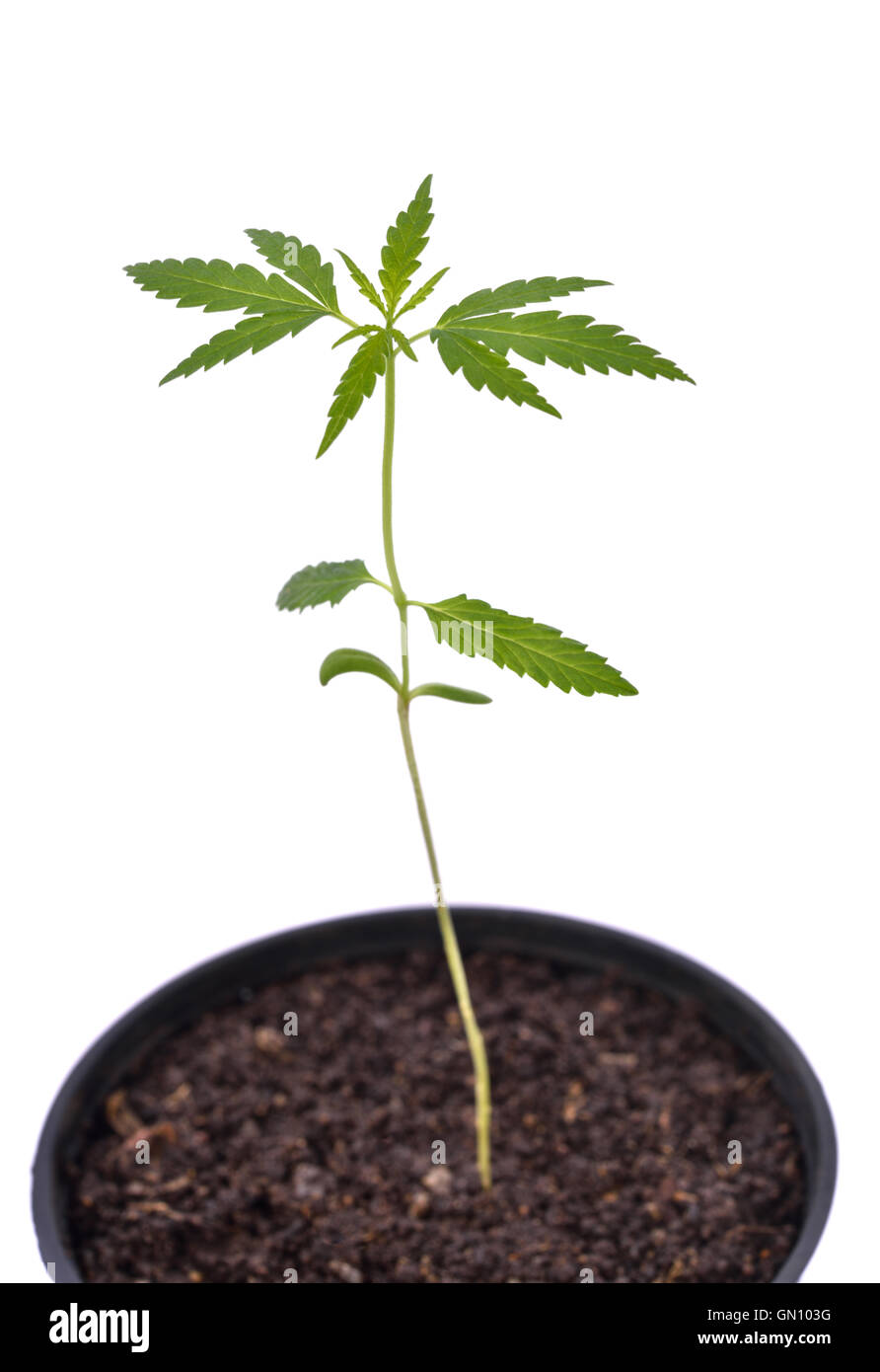Smling von Cannabis Pflanzen Topf Stockfotografie - Alamy