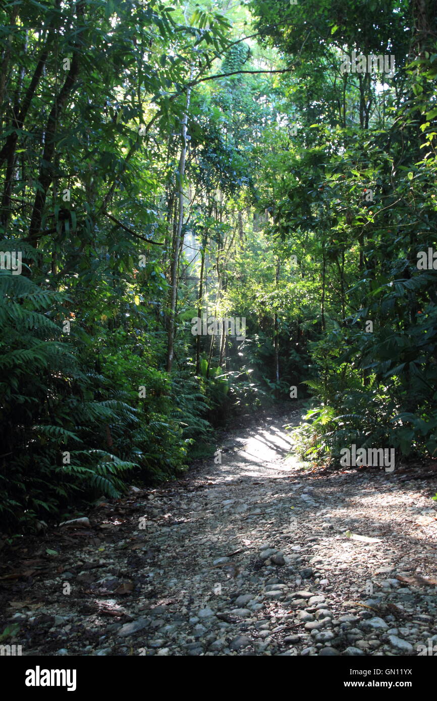 Ein Schotterweg, der durch den üppigen grünen Costa Rica-Dschungel mit den Strahlen der Sonne durch die Bäume auf der Spur läuft. Stockfoto