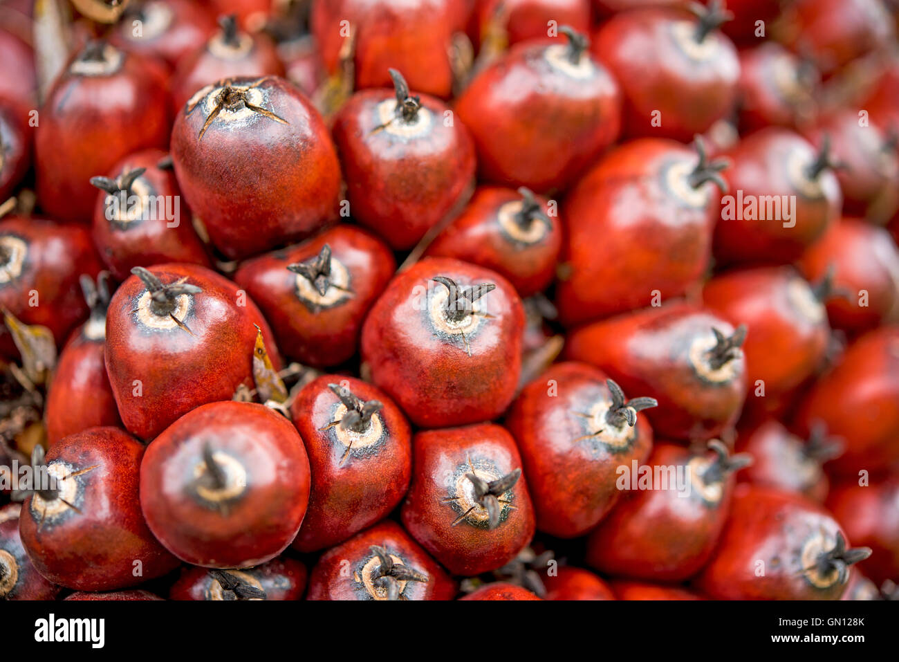 Palm Öl Frucht, Nahaufnahme Stockfoto