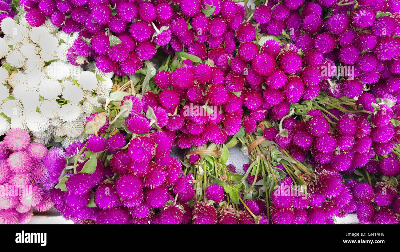 Globe Amaranth Schönheit Blume. Stockfoto