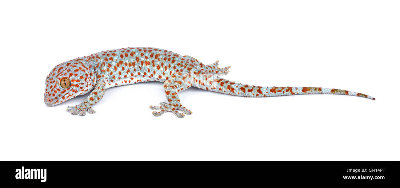 Gecko isoliert auf weißem Hintergrund Stockfoto