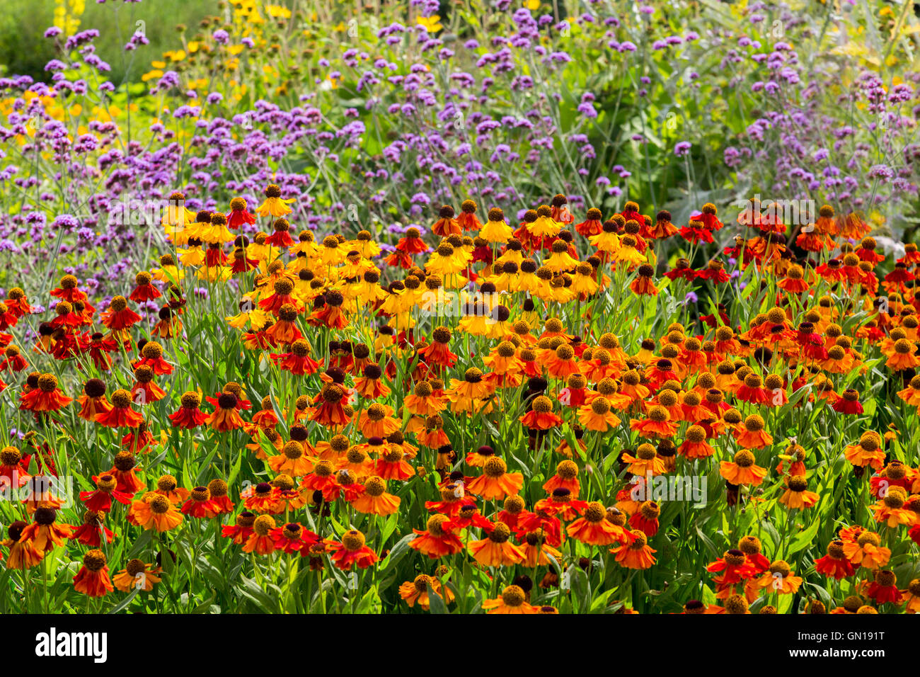 Eine bunte Anzeige von Heleniums und Verbenen bei Waterperry Gärten, Oxfordshire, England, UK Stockfoto