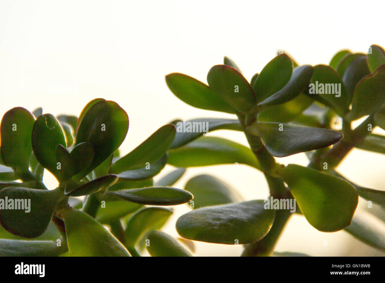 Bild, Foto, Pflanze, Blüte, Blüte, Natur, König, sein, Umwelt, Ambiente, ambient, Kakteen, Sukkulenten Stockfoto