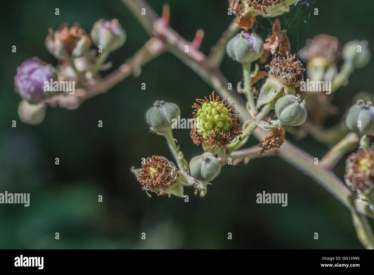 Unreife Früchte und ungeöffnete Blütenknospen von Bramble/Rubus sp. - Blackberry Strauch. Stockfoto
