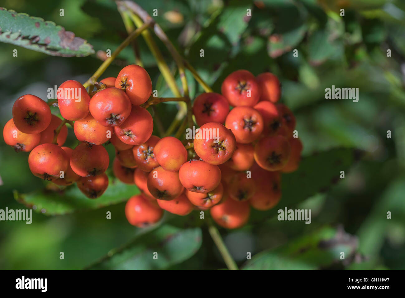 In der Nähe Schuss rote Beeren von Rowan / Mountain Ash - Sorbus aucuparia. Herbstbeeren Konzept. Stockfoto