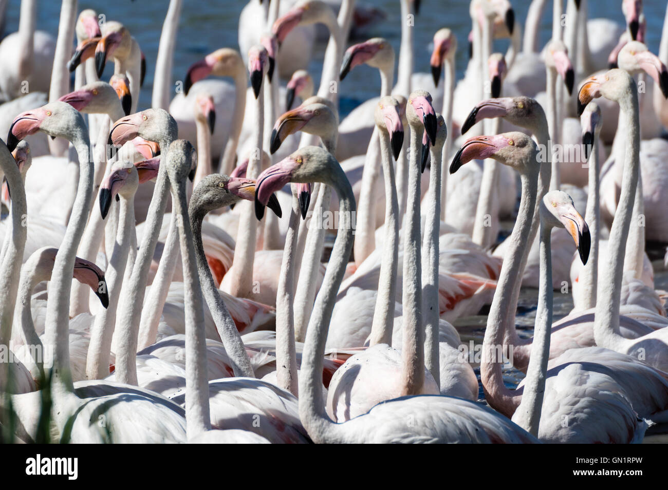 Camargue: Gruppe von rosa Flamingos in der Nähe von Saintes-Maries-de-la-Mer, Frankreich Stockfoto