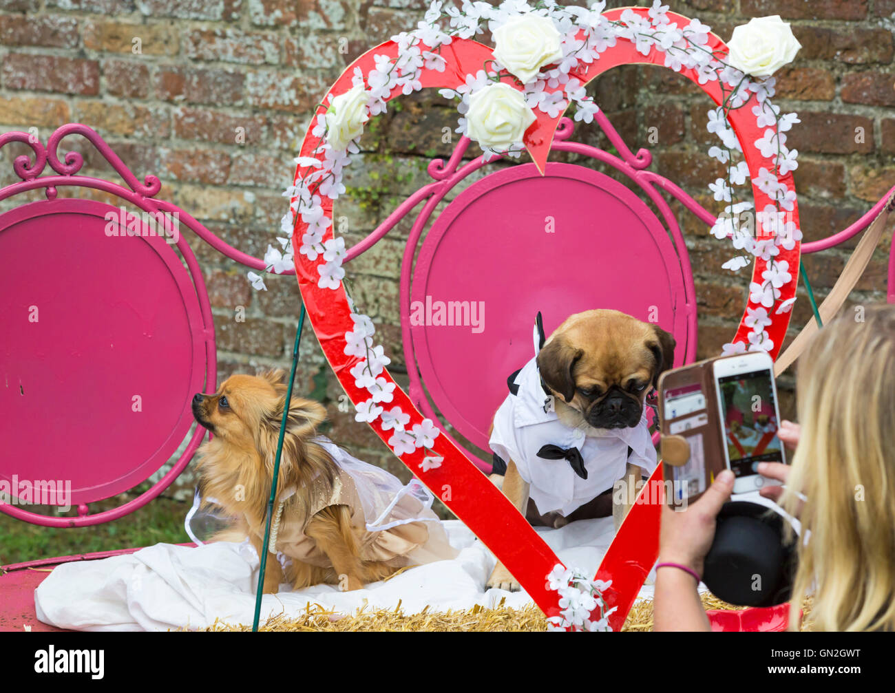 Wimborne, Dorset, Großbritannien 27. August 2016. Die Olive Branch in Wimborne ist Gastgeber für Hochzeitszeremonien für Hunde, als Teil seiner Hundeausstellung. Die ‘glücklichen Paare’ Hunde sind eingeladen, einen Schleier und einen Hut zu tragen, da die ‘Hochzeitsgelübde’ von einer Person vorgelesen werden, die in einem Hundehalsband gekleidet ist. Der vierbeinige ‘Paar’ Tauschhund behandelt und der Besitzer mit einer Heiratsurkunde vorgestellt. Ein Mensch wird Brautjungfer sein und ein anderer als Olive der Hund gekleidet, um Besucher zu begrüßen. Spenden sind eingeladen, um Spenden für BHF zu sammeln.das 'vererbte Paar' hat ein Foto gemacht. Quelle: Carolyn Jenkins/Alamy Live News Stockfoto
