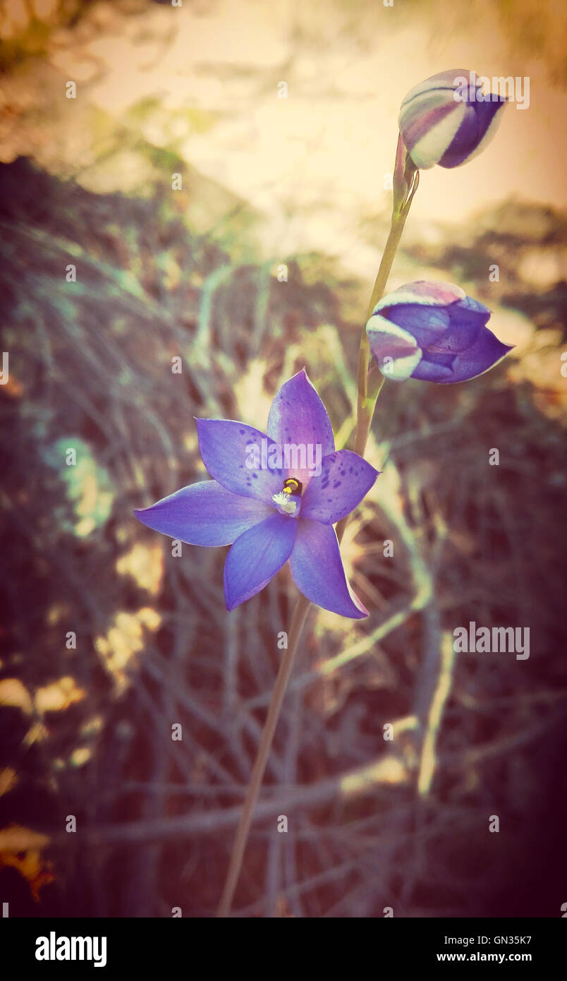 Australische lila entdeckt Sonne Orchidee (Thelymitra Ixioides), Royal National Park, Sydney. Filtern, Vintage, Retro, dekorative Stockfoto