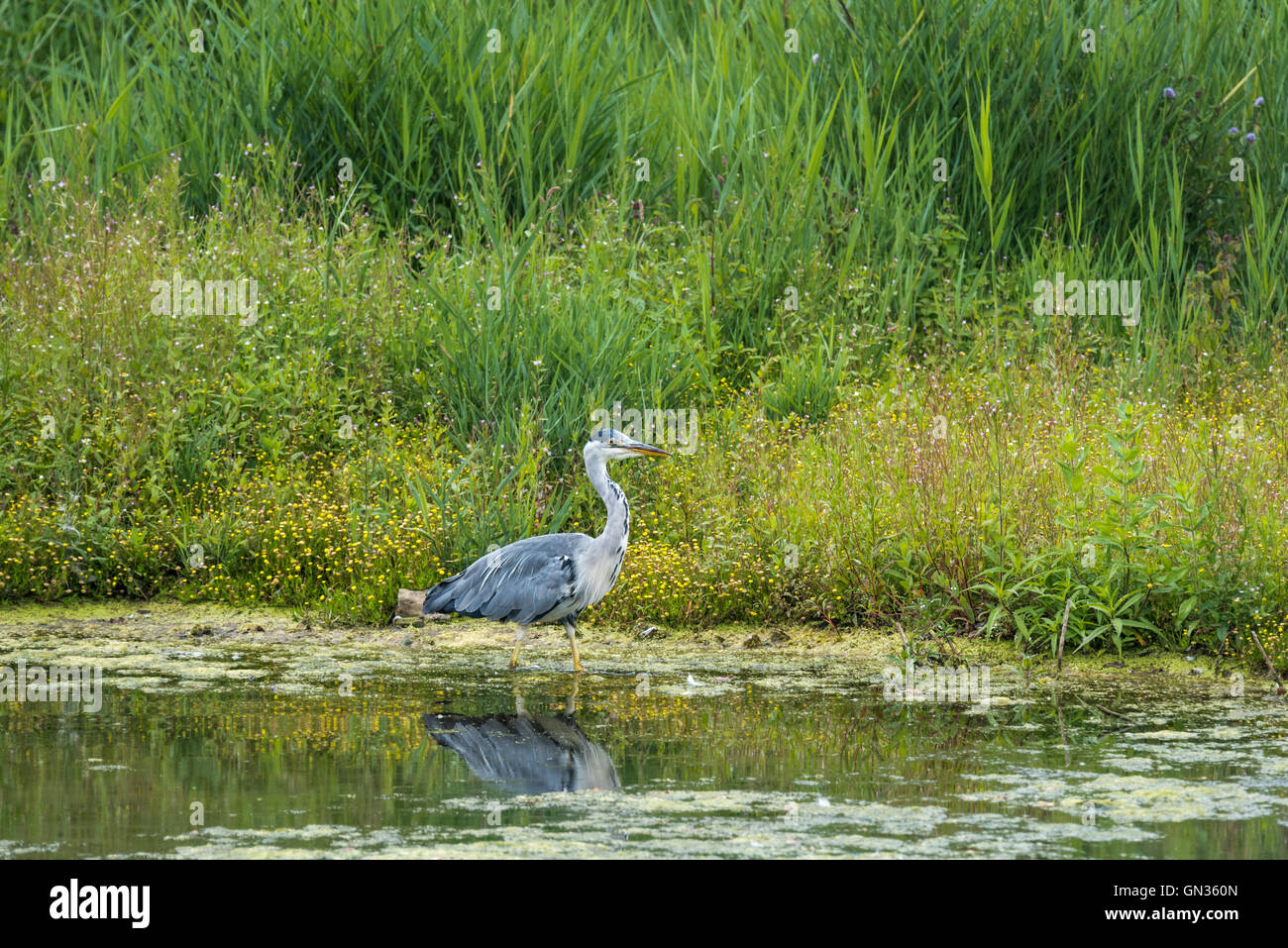 Ein Graureiher auf Nahrungssuche Stockfoto