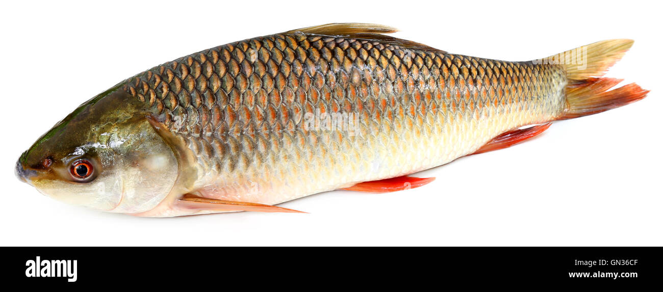 Beliebte Rohu oder Rohit Fische des indischen Subkontinents auf weißem Hintergrund Stockfoto