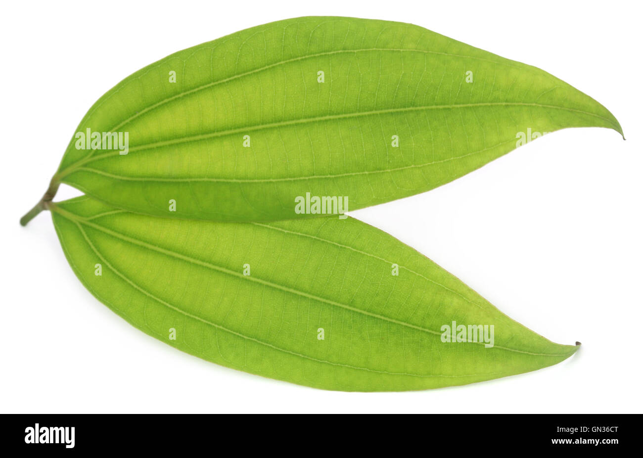 Green Bay Leaf auf weißem Hintergrund Stockfoto
