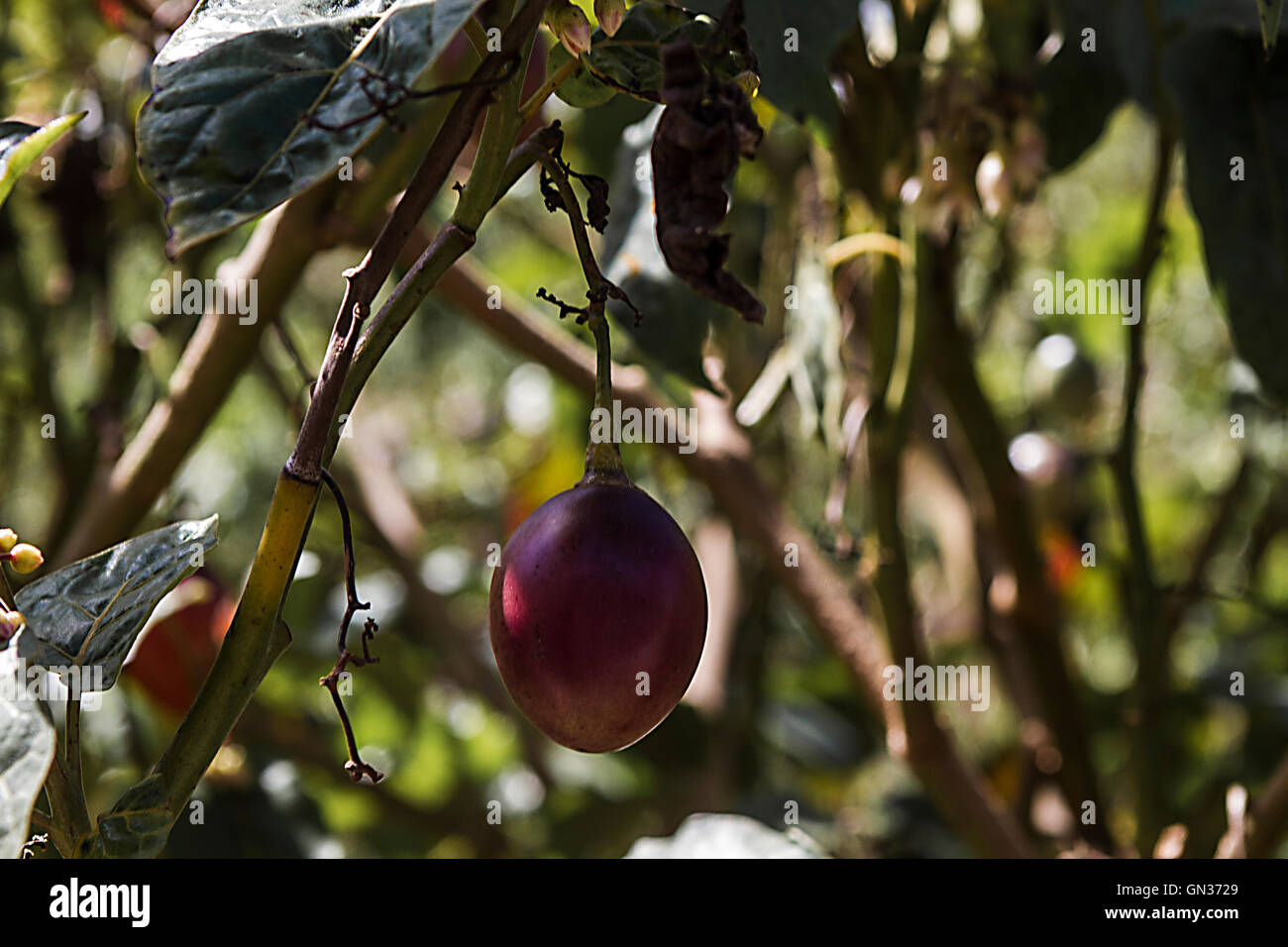 Obst-Tomaten Stockfoto