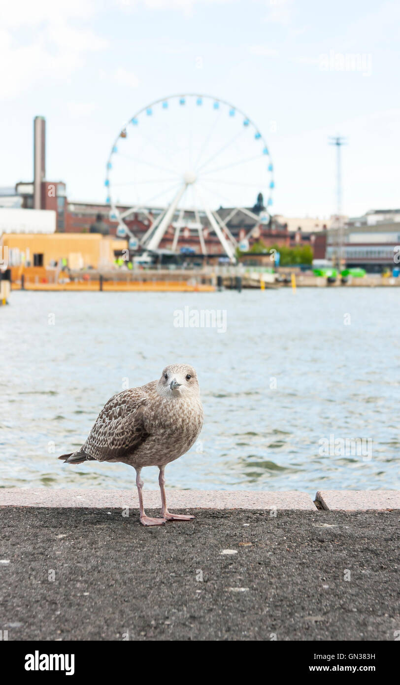 Möwe vor Riesenrad in Helsinki, Finnland Stockfoto