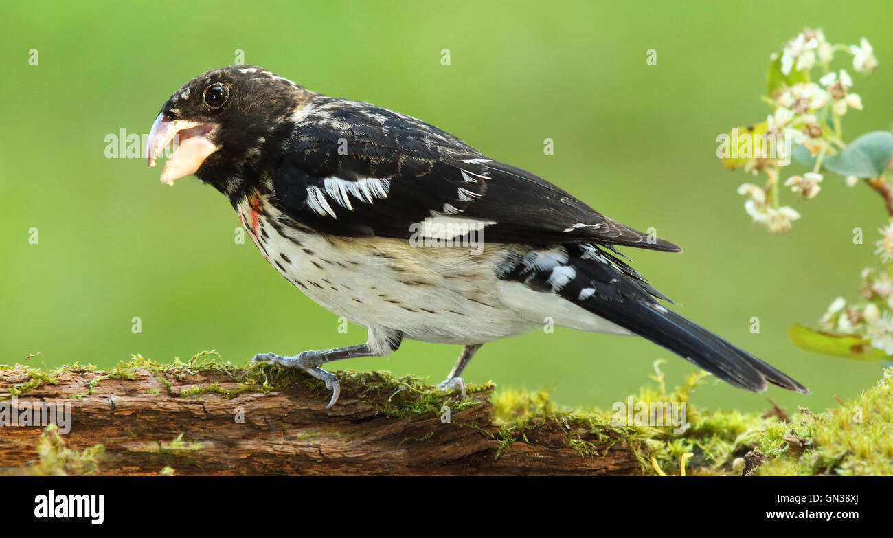 Eine Rose – Breasted Kernbeißer Klappern auf einen umgestürzten Baumstamm. Stockfoto