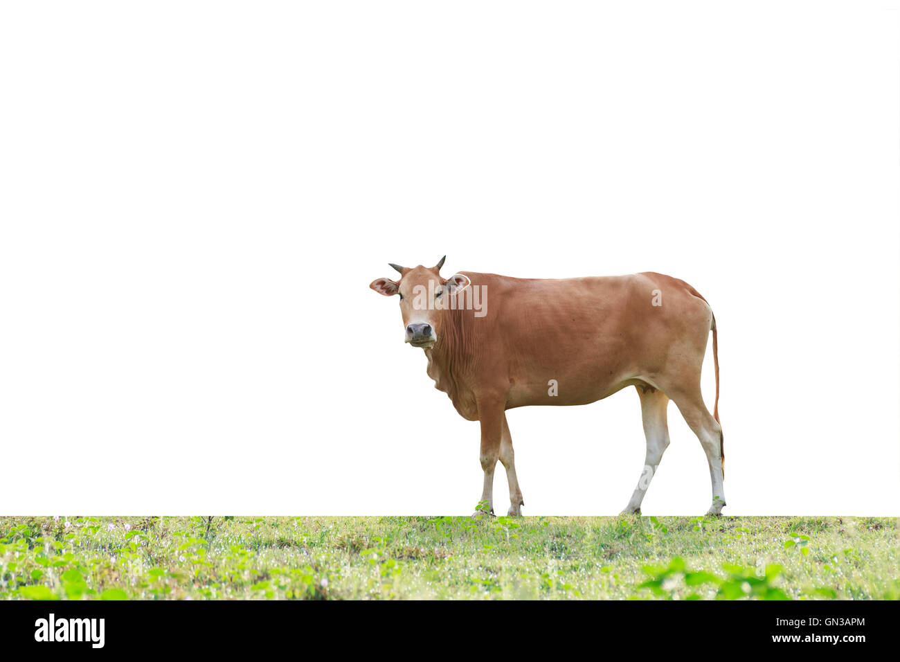 Weißen Hintergrund isoliert Kuh Stockfoto