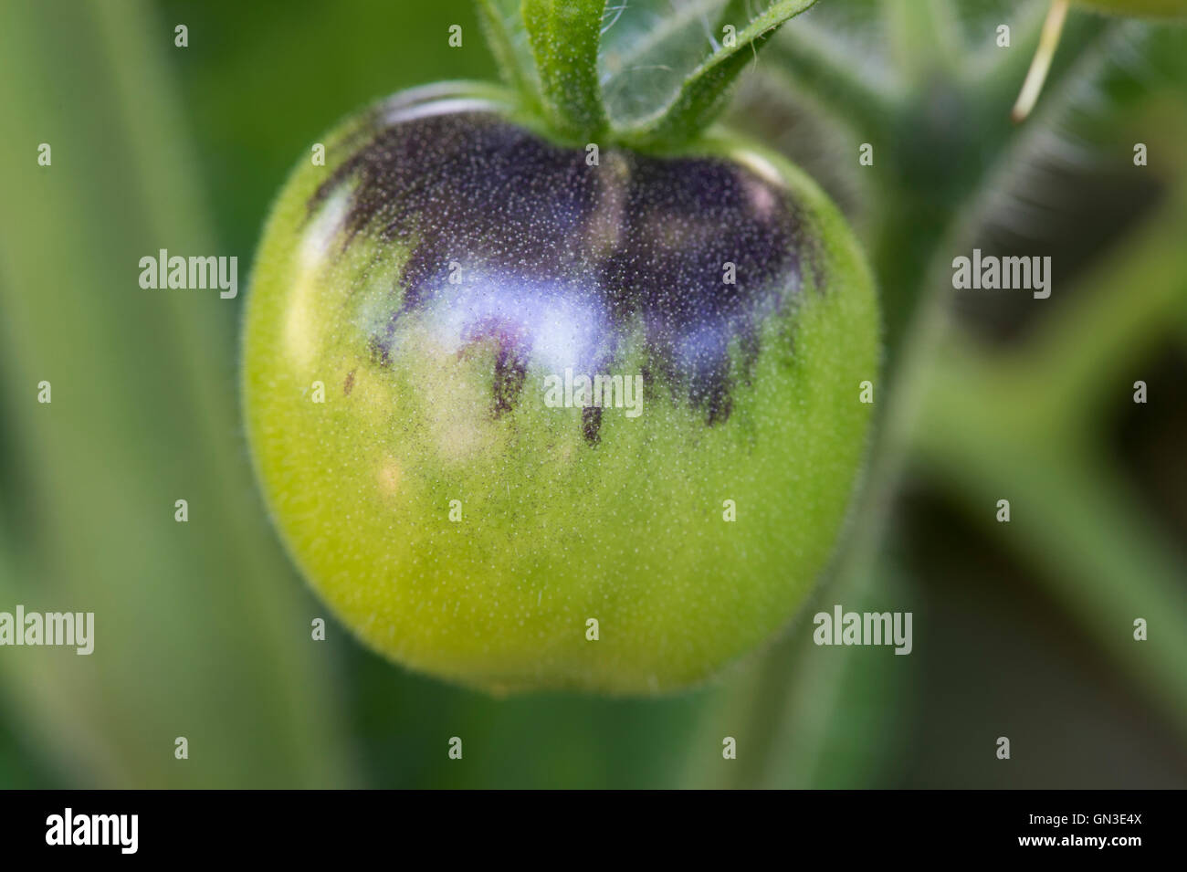 Solanum Lycopersicum. Black Tomato Indigo Rose Reifung auf der Rebe Stockfoto