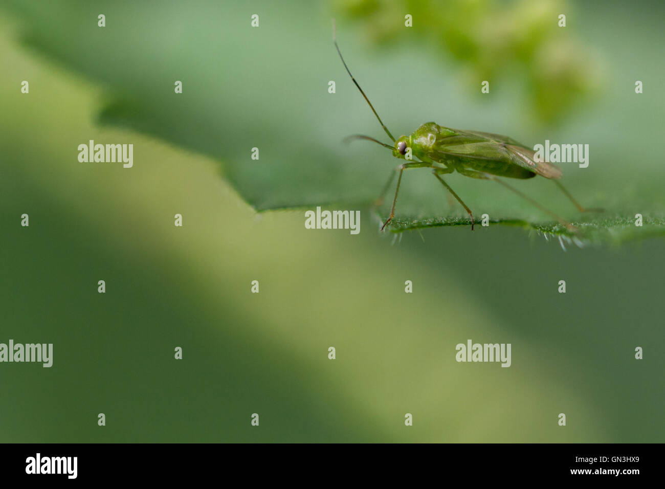 Lygocoris Pabulinus, der gemeinsamen grünen Kapsid, Yorkshire, Großbritannien Stockfoto