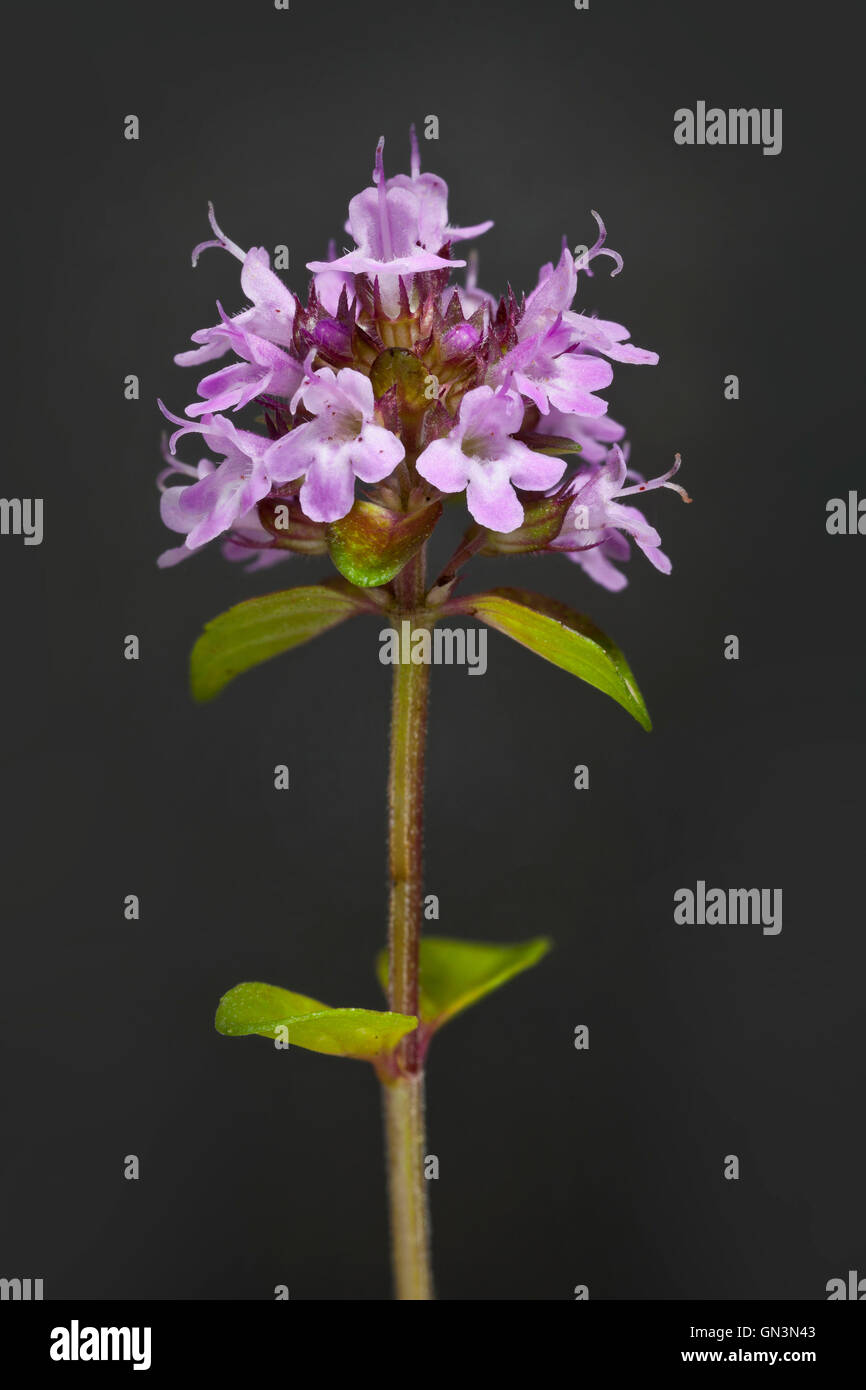 Oregano Blume, Origanum vulgare Stockfoto