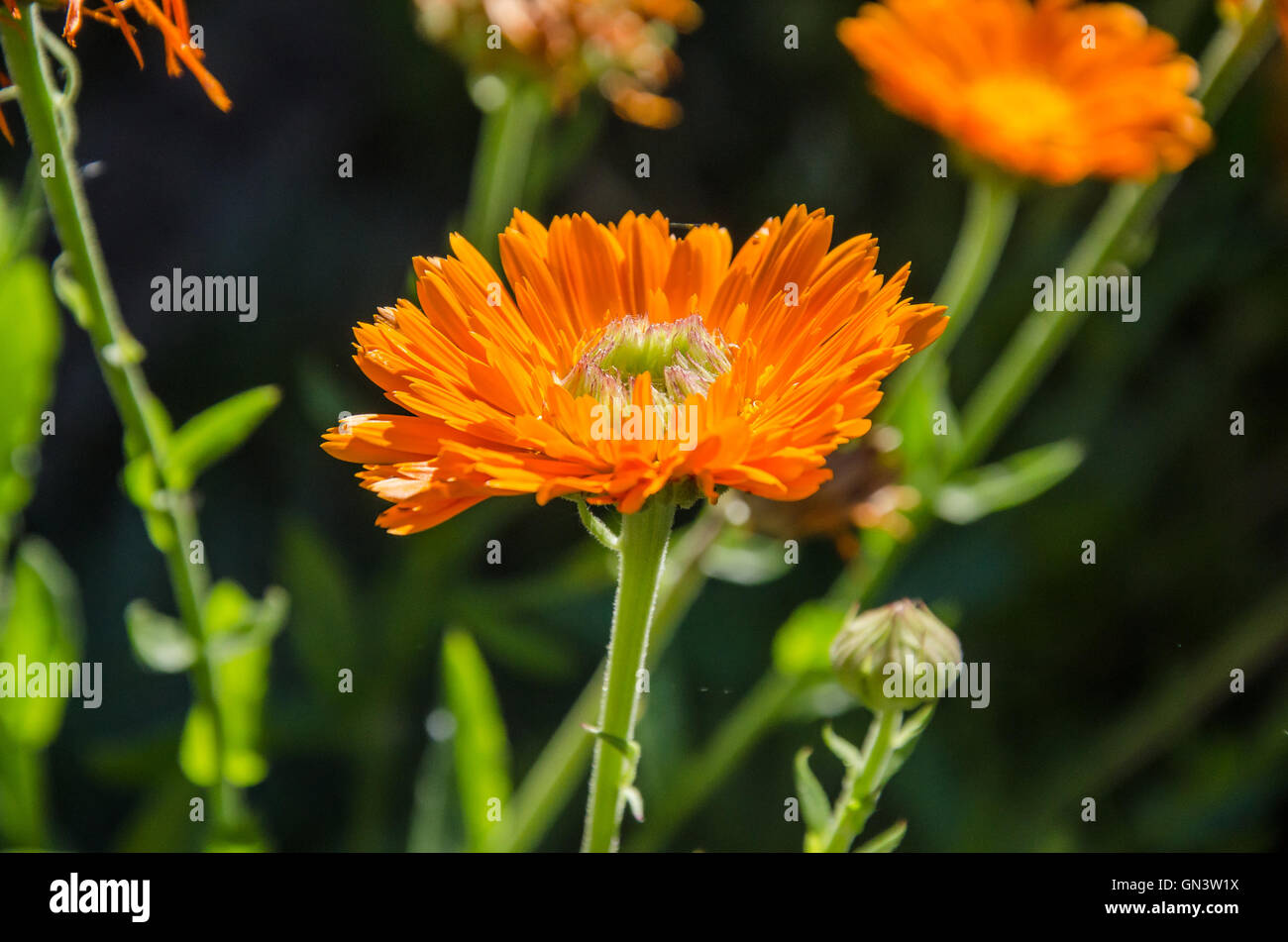 Nahaufnahme einer englischen Ringelblume-Blume. Stockfoto