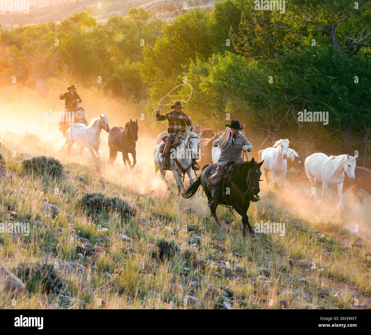 WY00865-00... WYOMING - Hunter Sullivan, Spencer Clark John Lucas Aufrundung Pferde bei Sonnenaufgang in der CM-Ranch in der Nähe von Dubois. Stockfoto