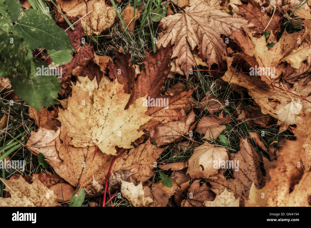 Herbststimmung von geizig Farben des Herbstes aus trockenen Ahorn Blätter unter Beinen. Stockfoto