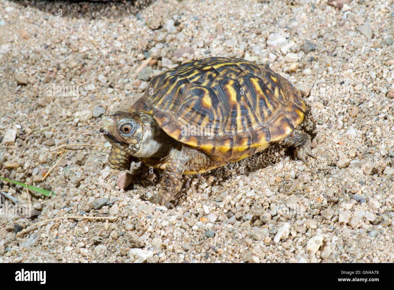 Verzierten Kasten-Schildkröte Terrapene Ornata Luteola Tucson, Pima County, Arizona, Vereinigte Staaten 24 August unreife zwei Jahre alt. Stockfoto