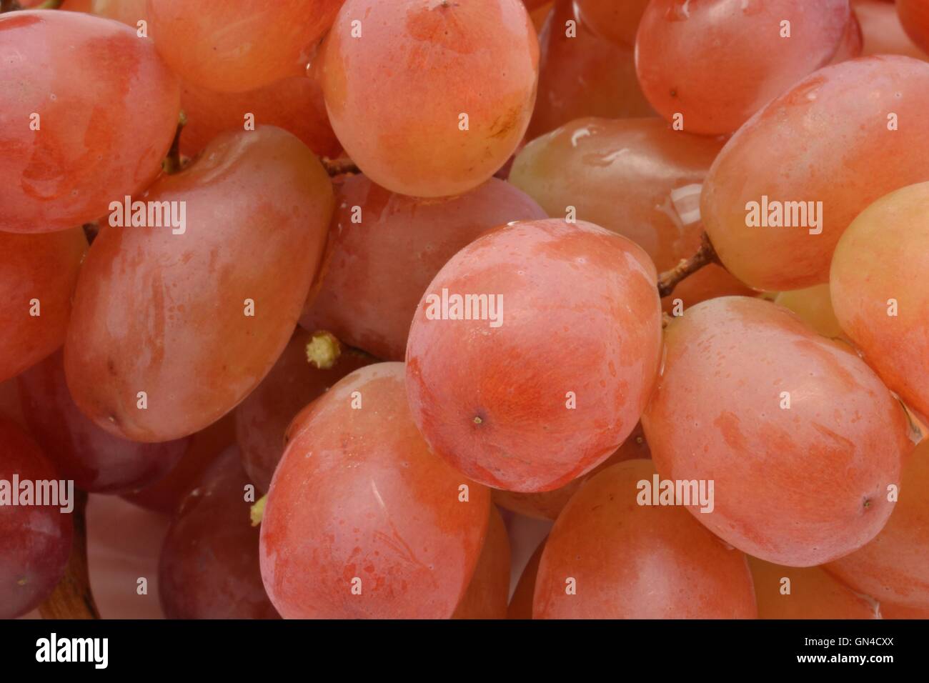Rote beerenrebe -Fotos und -Bildmaterial in hoher Auflösung – Alamy