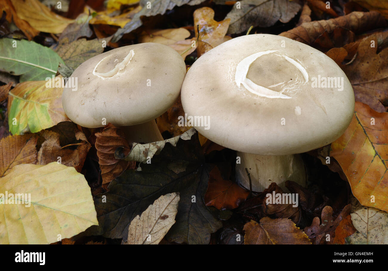 Milch-Kappen (Lactarius Spec.) Stockfoto