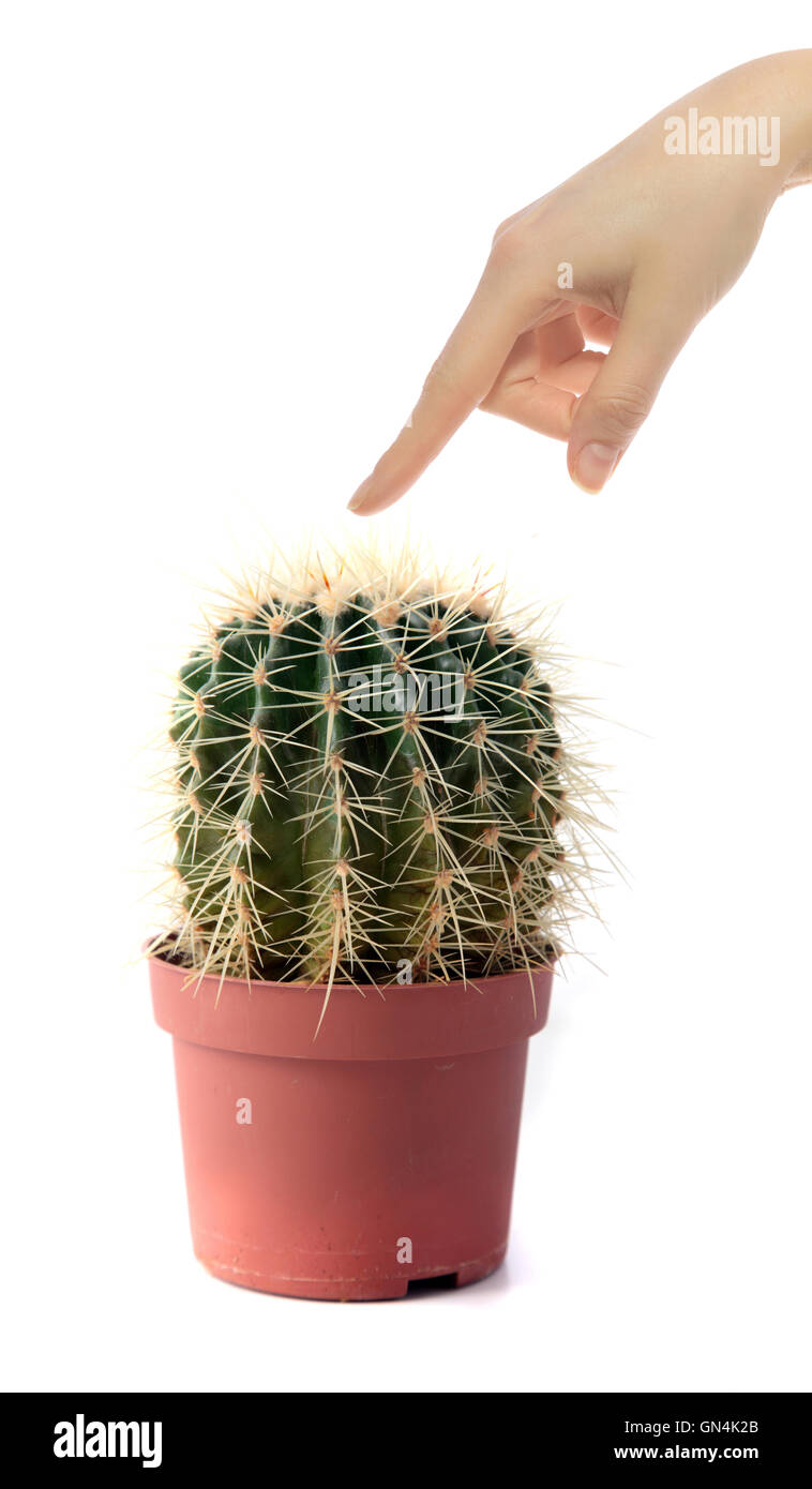 Berühren einen Kaktus Stockfoto