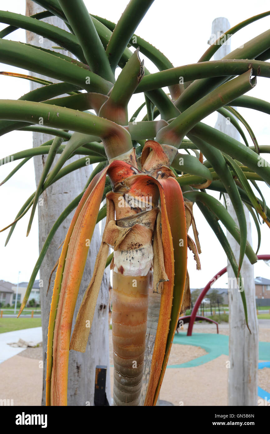 Aloe Barberae oder auch bekannt als Baum Aloe, Aloe Bainesii Dyer, südafrikanischen Baum aloe Stockfoto