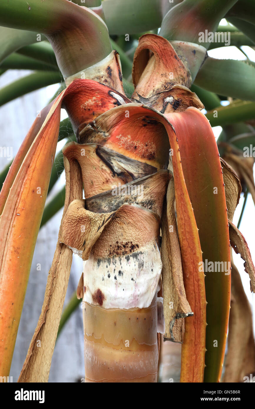 Nahaufnahme von Aloe Barberae oder auch bekannt als Baum Aloe, Aloe Bainesii Dyer, südafrikanischen Baum aloe Stockfoto