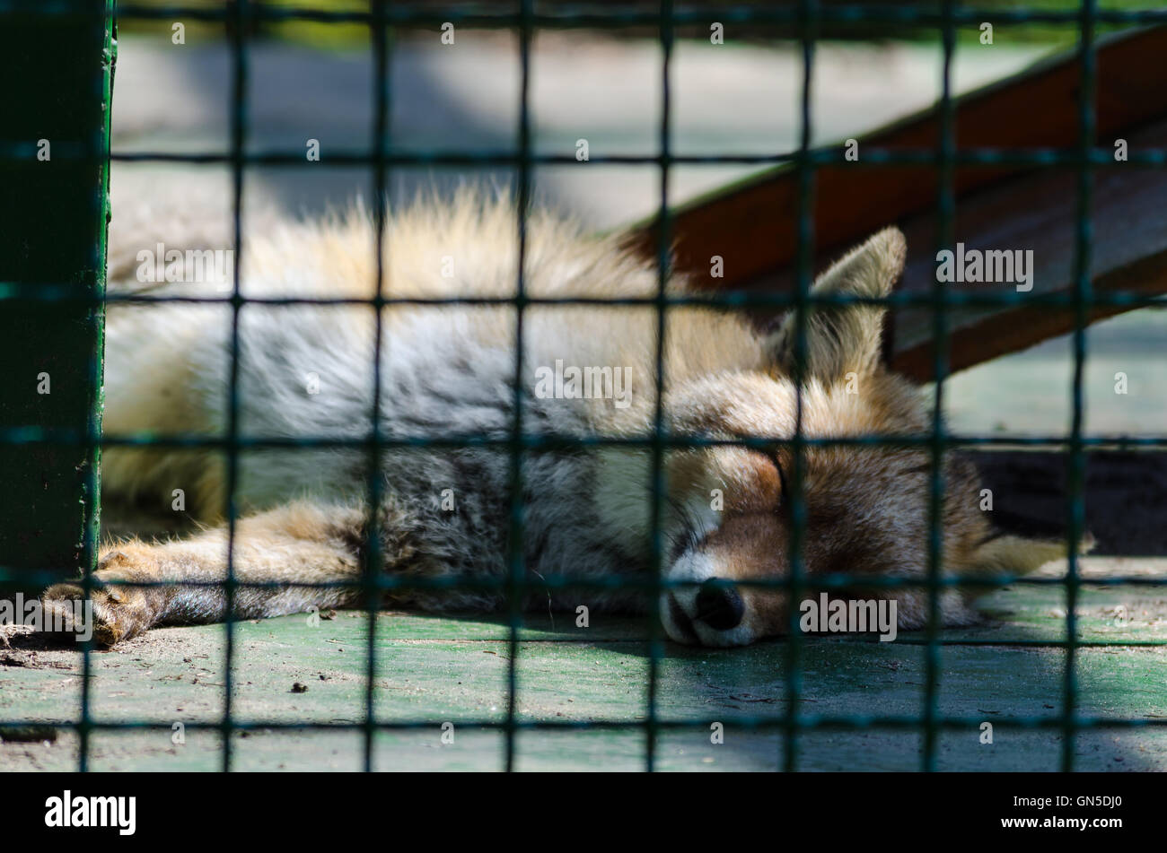 Ein armer Fuchs in einem Käfig Stockfoto