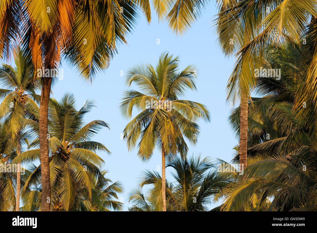 Coconut Palm Bäume Indien goa Stockfoto