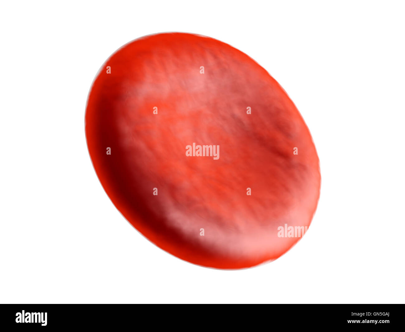 Eine Spinnerei Erythrozyten Zelle auf einem weißen Hintergrund. Stockfoto