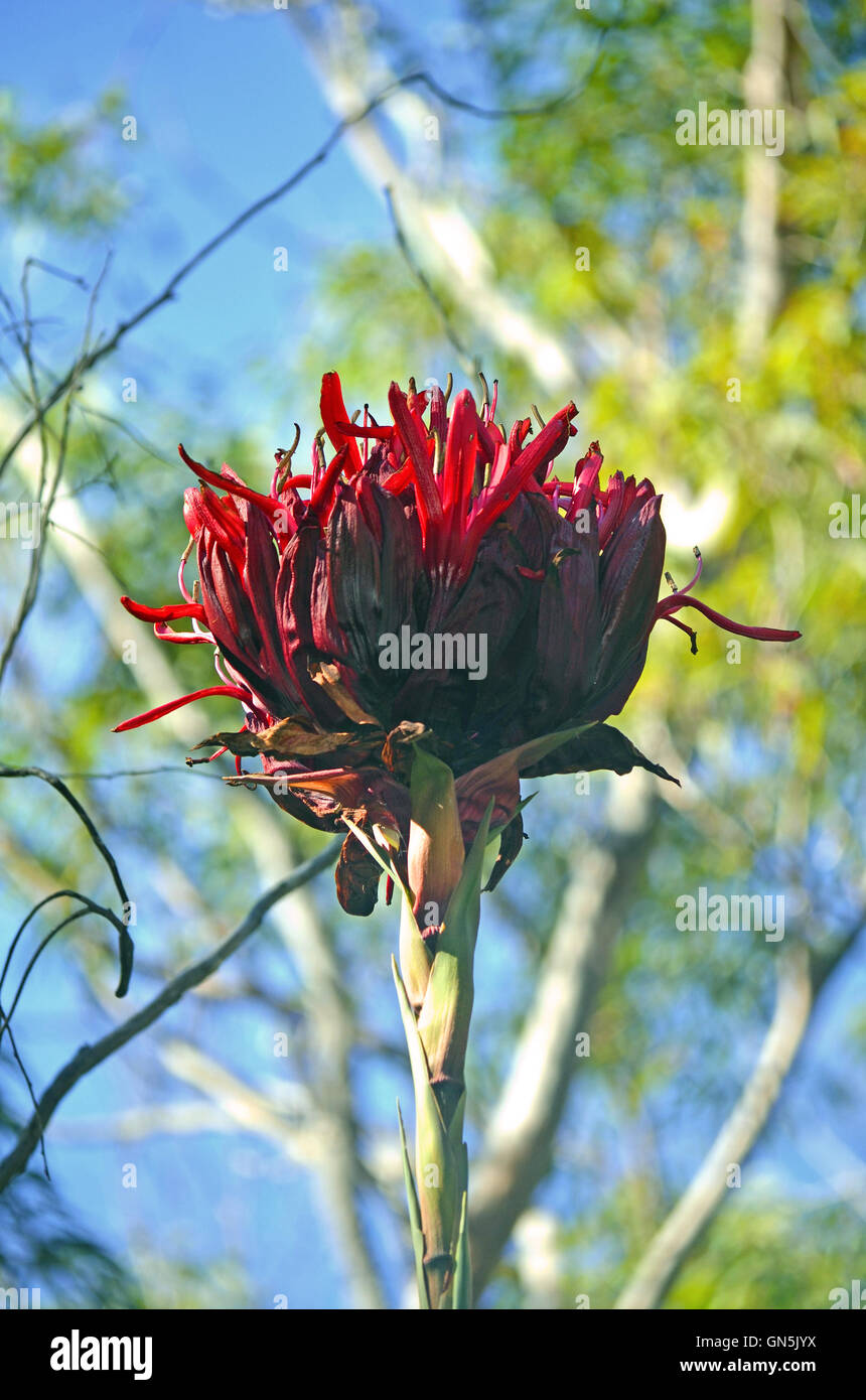 Große Blüte Gymea Lily (Doryanthes Excelsa). Royal National Park. Auch
