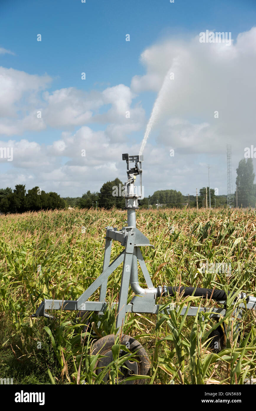 Landwirtschaftlichen Regen gun Bewässerung Mais wächst auf einem Bauernhof in Frankreich Stockfoto