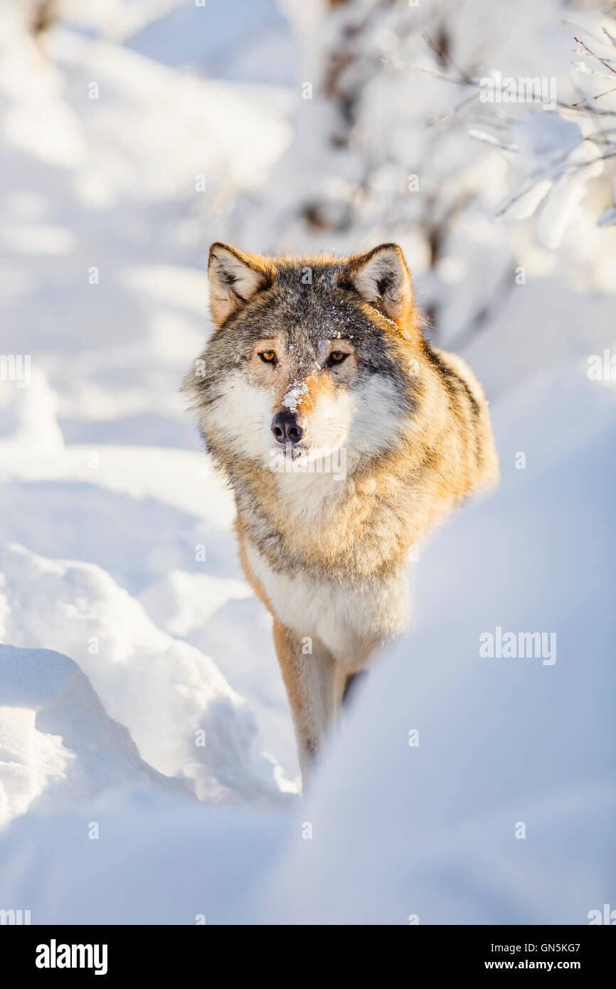 Wolf steht im wunderschönen Winterwald Stockfoto