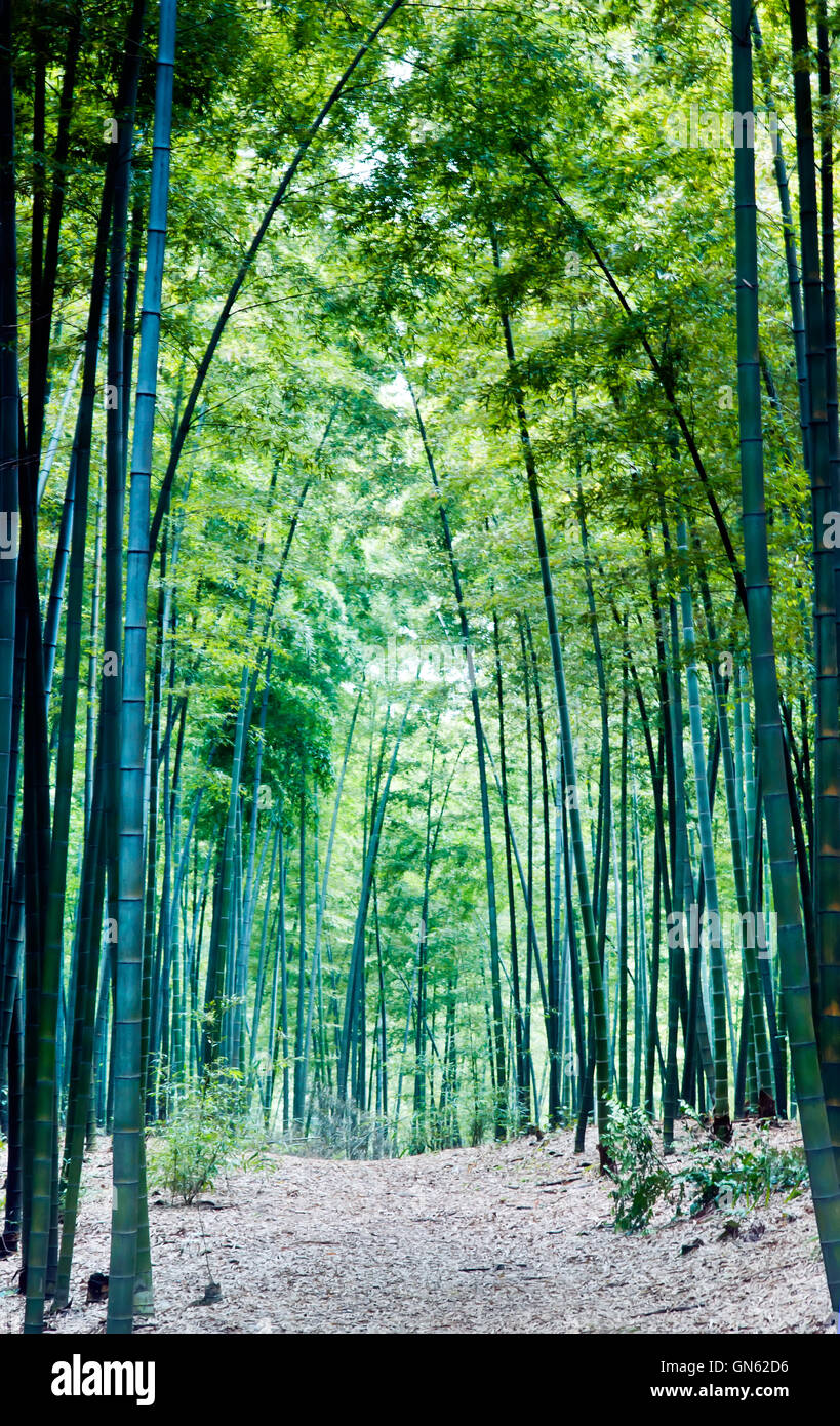 Leinwandbild Bambuswald in Sichuan China 
