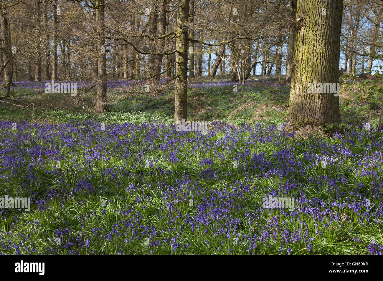 Glockenblumen im Frühling. Stockfoto