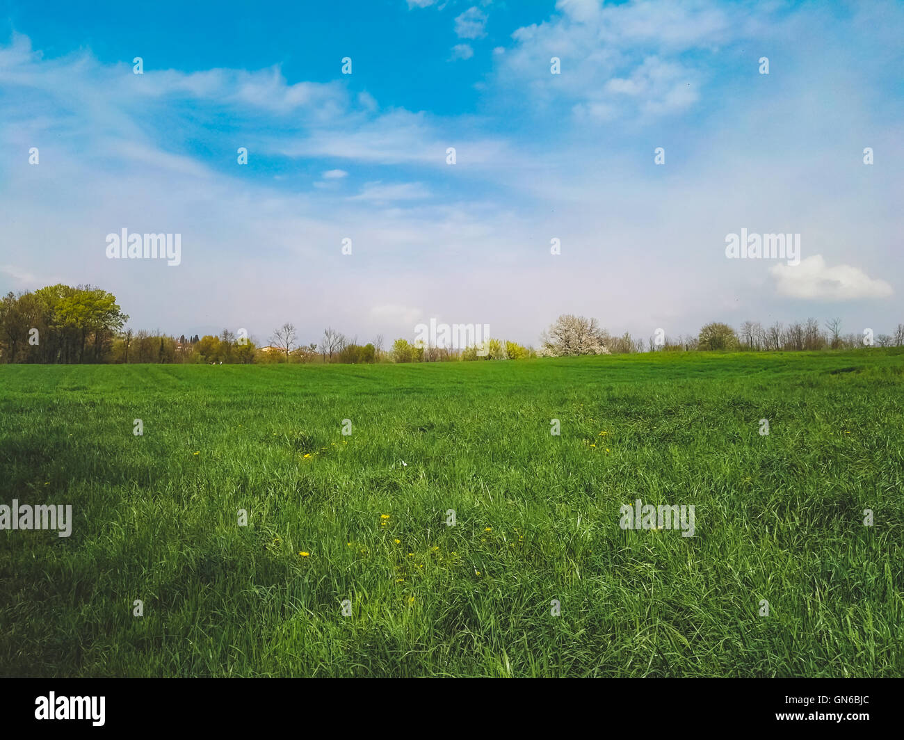 Grünes Feld und blauer Himmel im Frühling Stockfoto