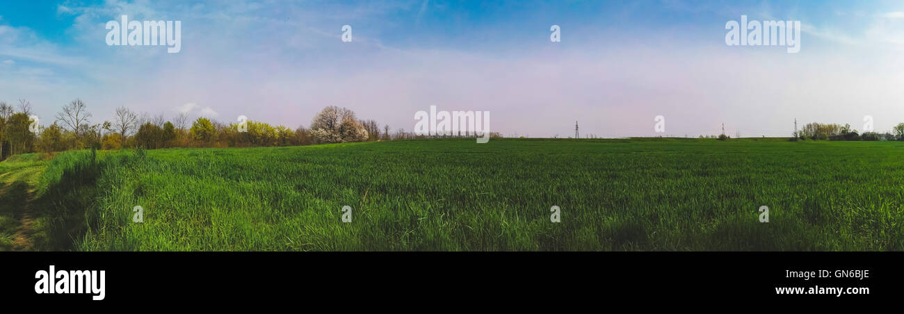 Grünes Feld und blauer Himmel im Frühling Stockfoto