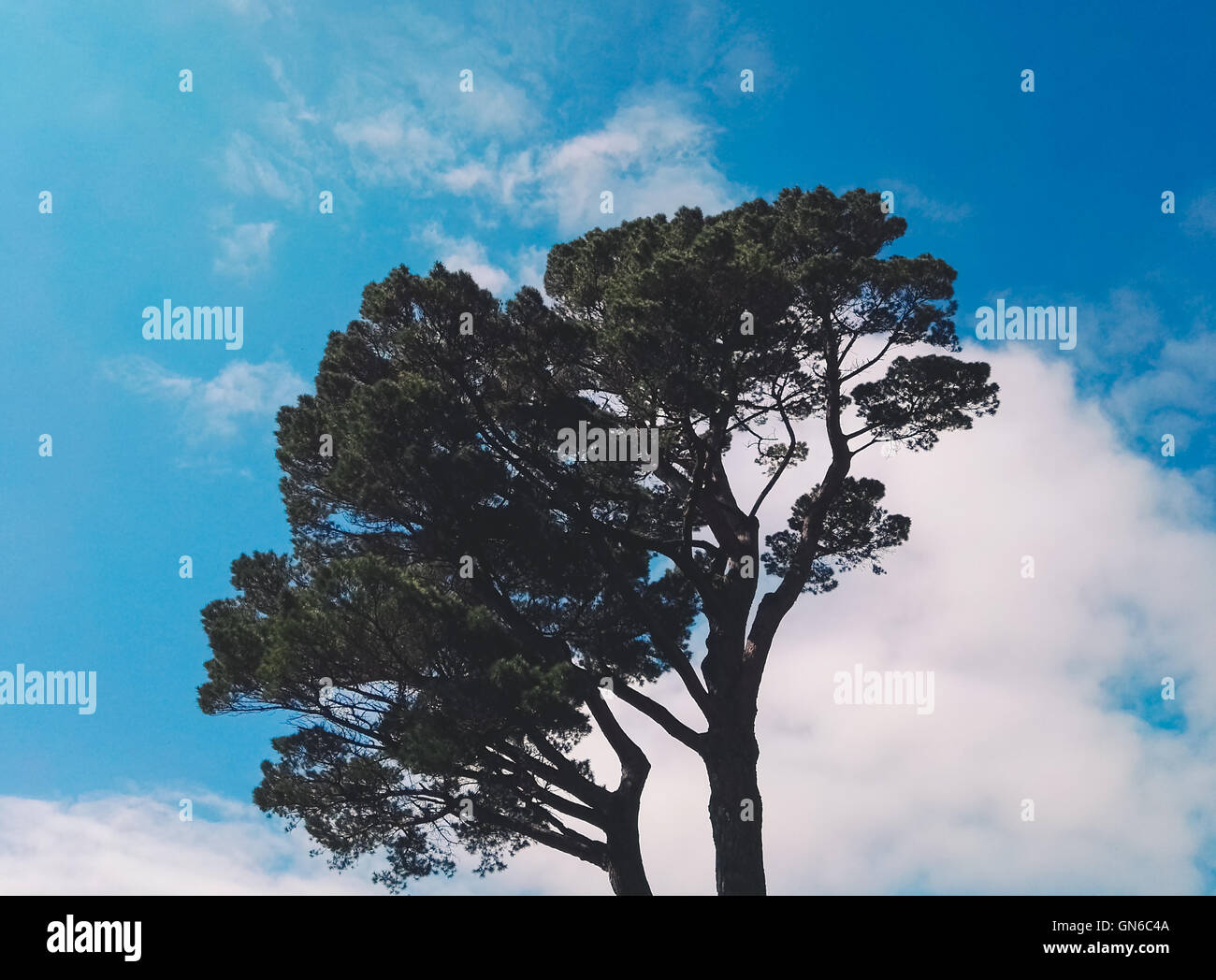 Oben auf einem Baum an einem sonnigen Tag im Bodnant Gardens Stockfoto